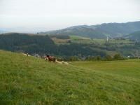 Kliknij, aby zobaczyć. p1070234_t1.jpg